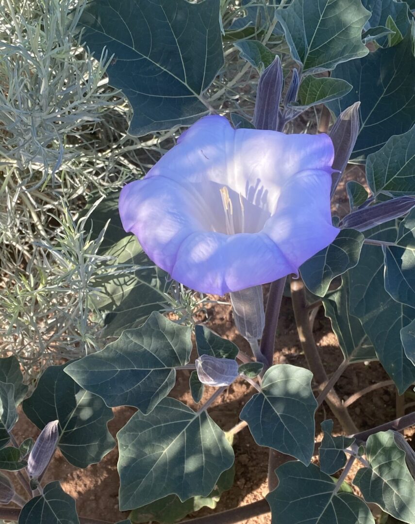 A blue flower with purple petals in the middle of it.